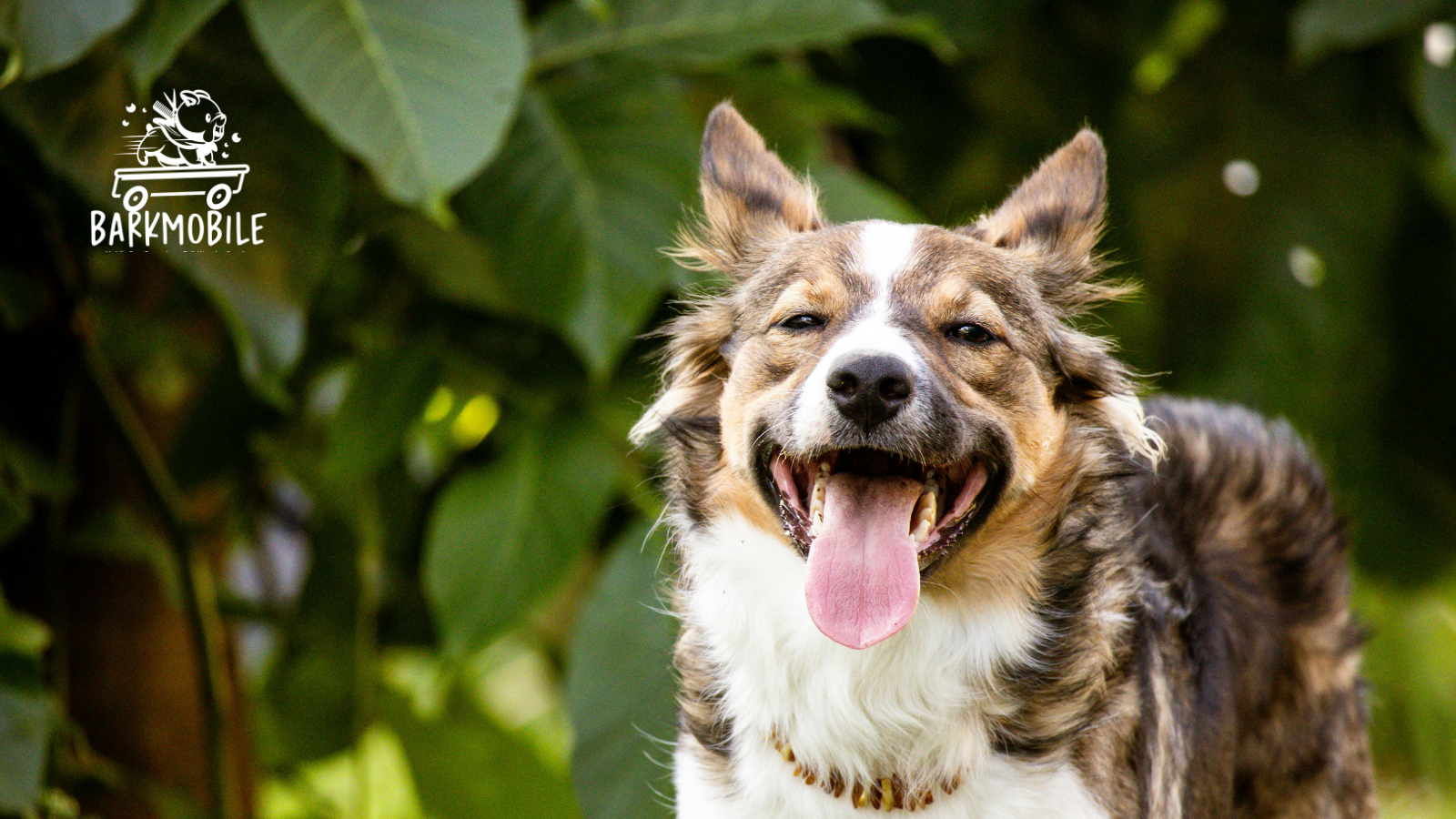 Happy dog groomed by BarkMobile on the South Coast